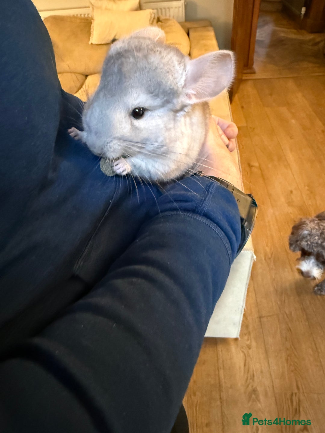 Chinchilla rodents for sale: Baby female chinchilla - Advert 2