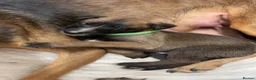 Mixed Breed dogs for sale: Mali x greyhound puppies in Bishop Auckland - Advert 3