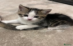 Mixed Breed cats for sale: Mixed breed kittens - Image 2