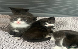 Mixed Breed cats for sale: Kittens - Image 3