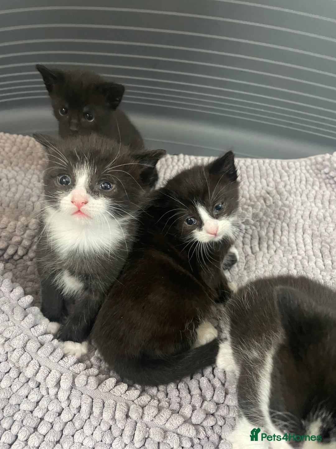 Mixed Breed cats for sale: Kittens - Image 3