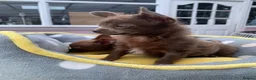 Chihuahua dogs for sale: Litter of chihuahua puppies ready to leave now  - Advert 8