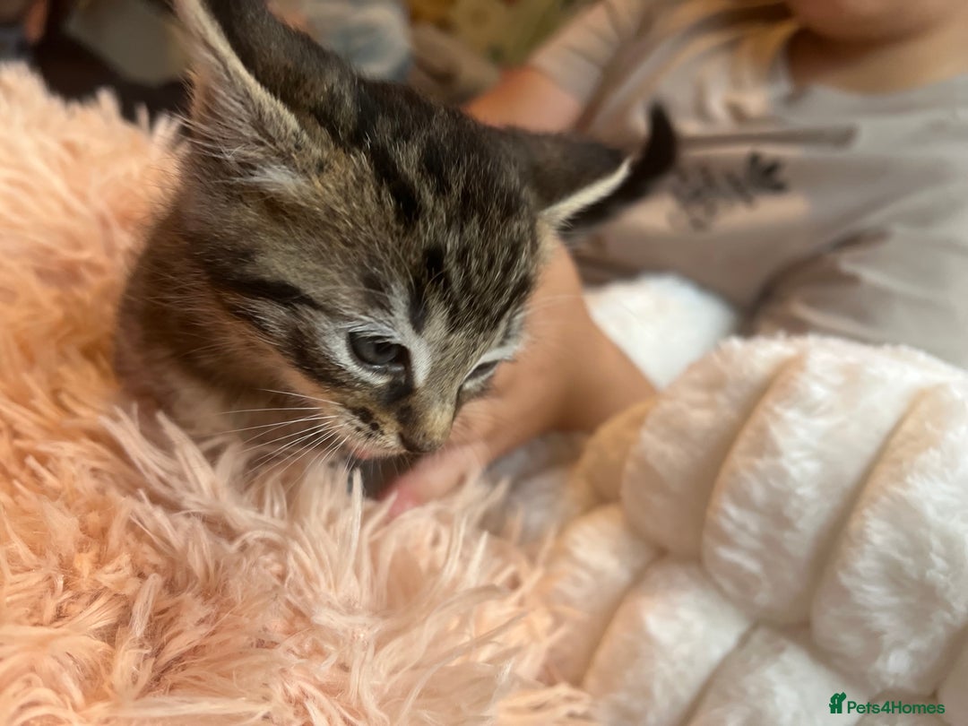 Mixed Breed cats for sale: 4 kittens for sale  - Image 7