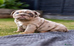 English Bulldog dogs for sale: English Bulldog puppies  - Image 11