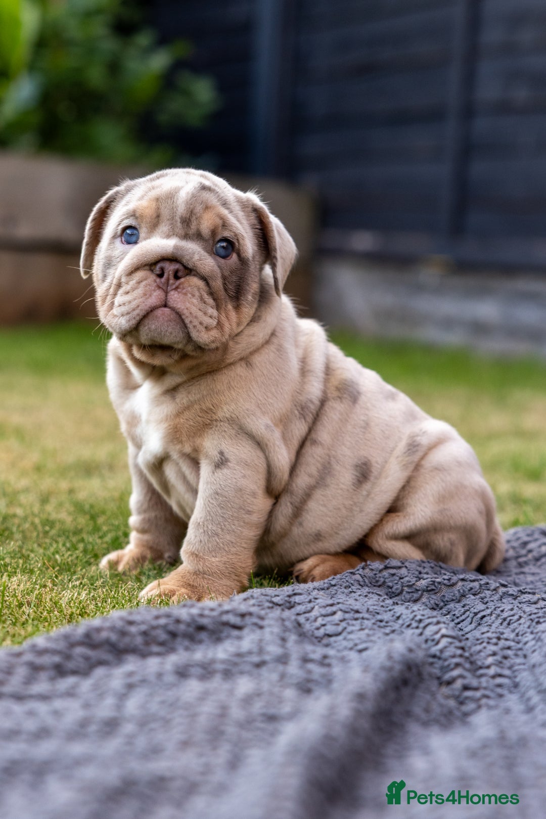 English Bulldog dogs for sale: English Bulldog puppies  - Image 11