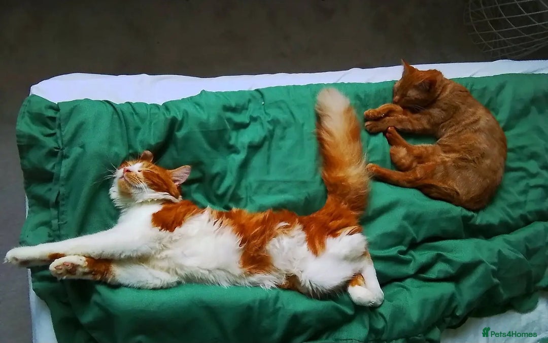 Mixed Breed cats for sale: Cats 🥰 - Advert 4