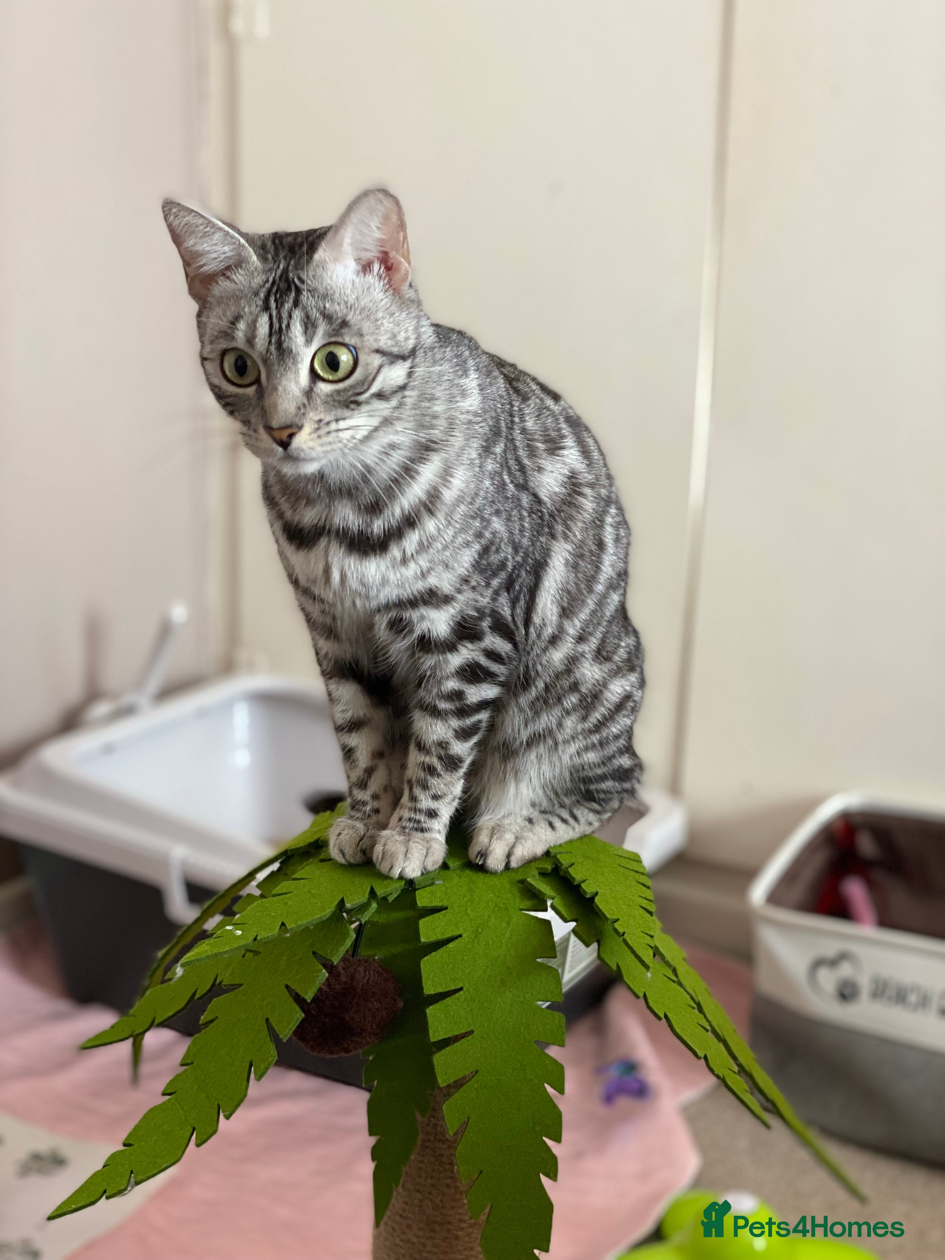 Bengal cats Silver black spotted tabby - Advert 2