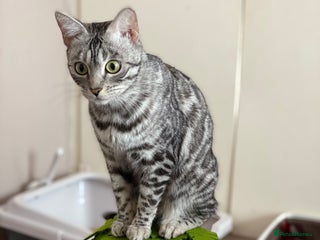 Bengal cats Silver black spotted tabby - Advert 4