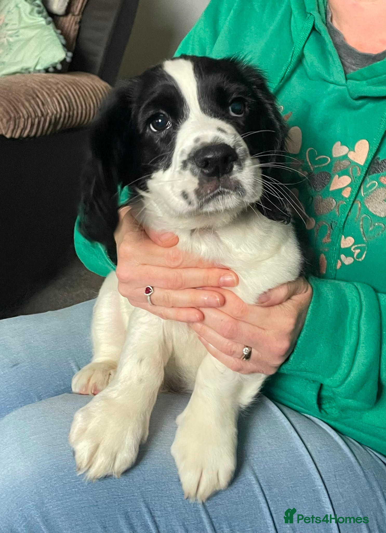 Sprocker dogs Sprocker Spaniel Puppy for sale - Advert 1