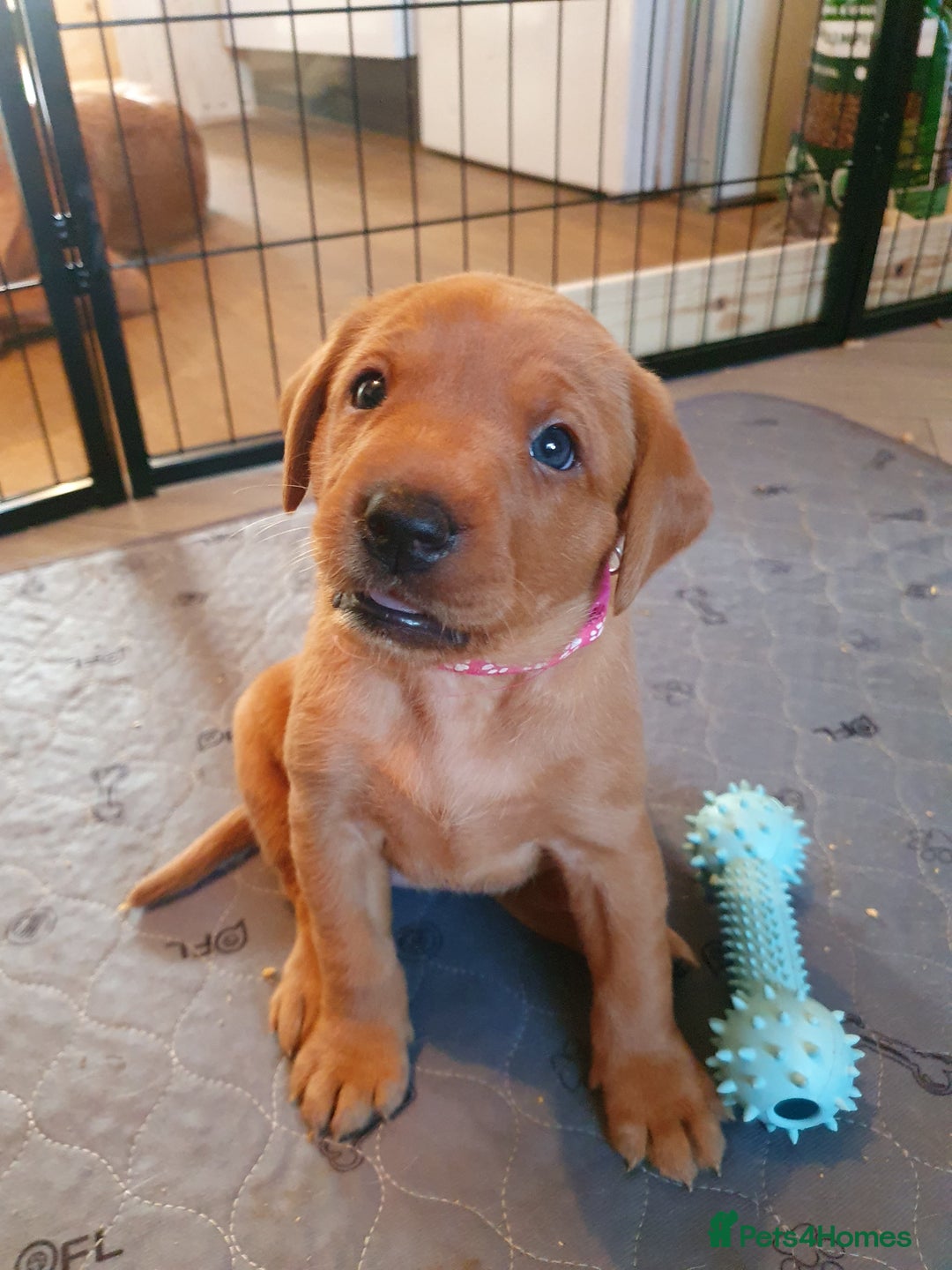 Labrador Retriever dogs for sale: **Only 2 Girls Left** Fox Red Labrador Puppies - Image 27