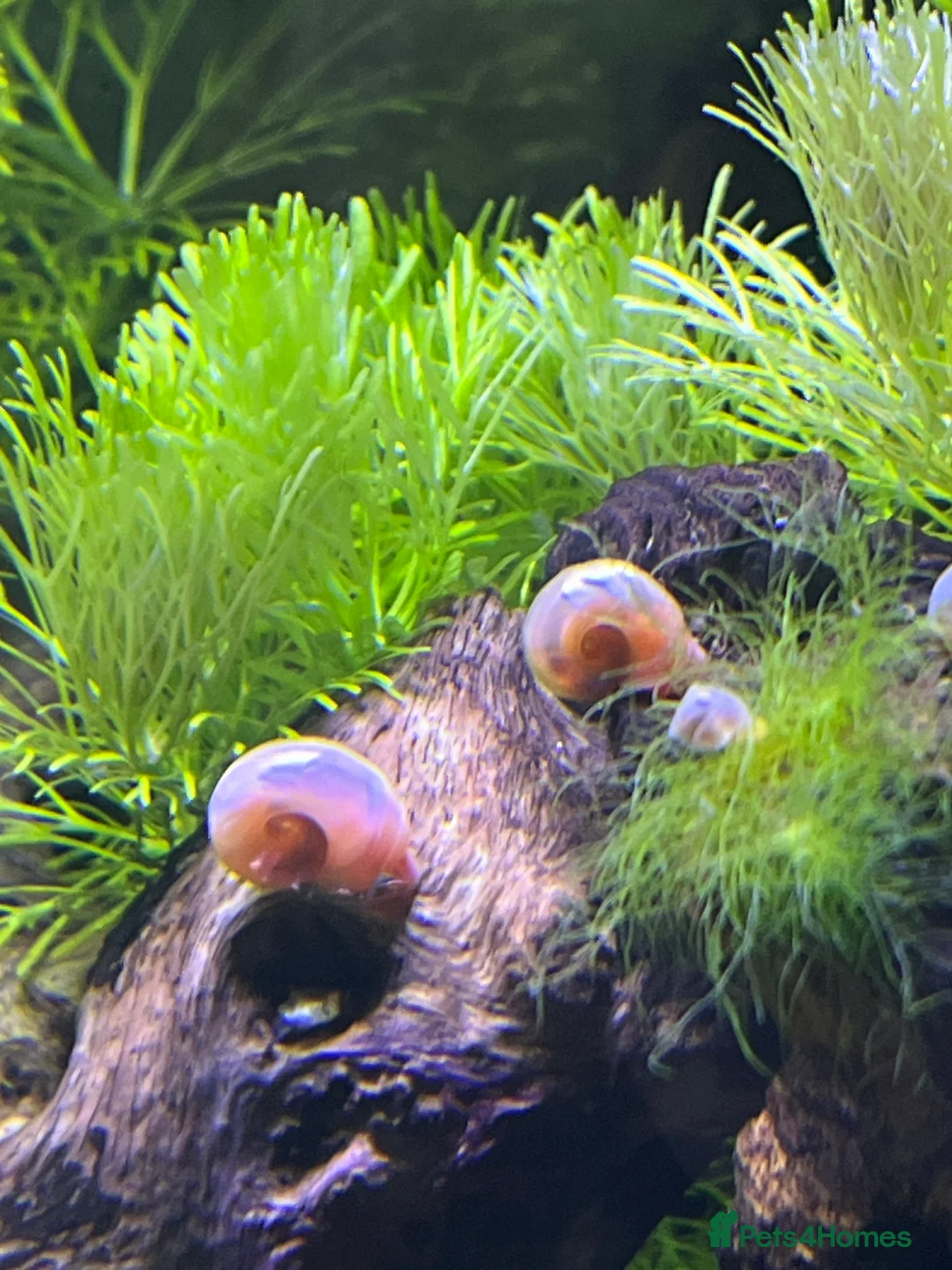 Snails fish for sale: Beautiful pearl pink ramshorn snails - Advert 1