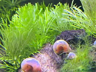 Snails fish Beautiful pearl pink ramshorn snails - Advert 1