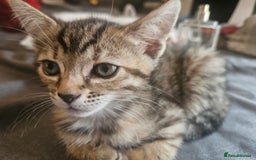 Mixed Breed cats for sale: Bengal cross kittens. 4 left!!! - Image 8