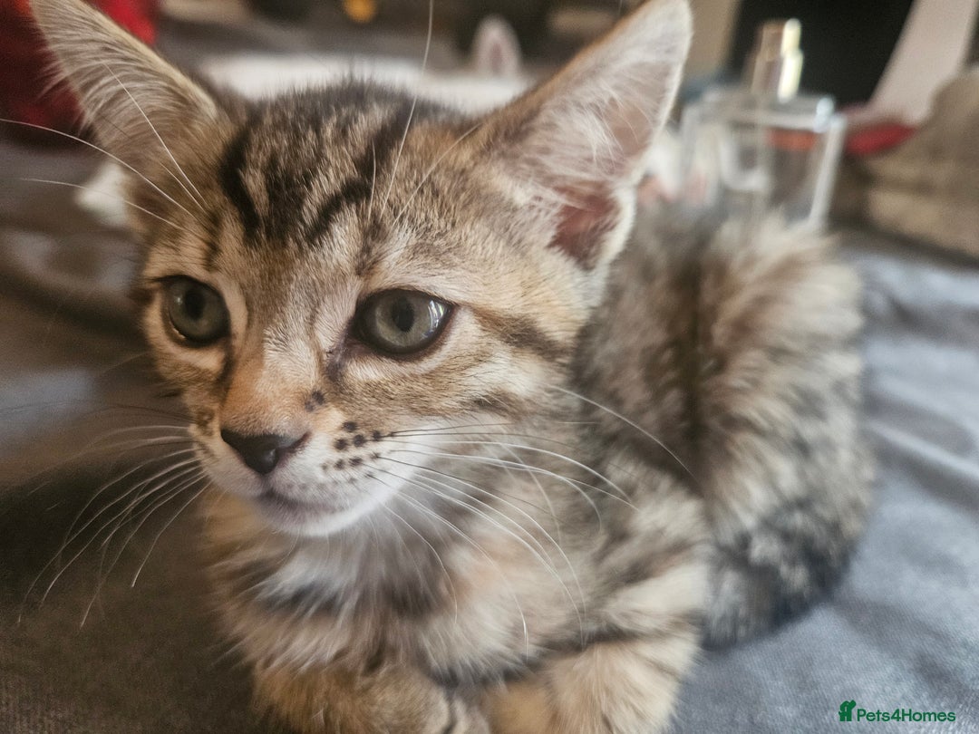 Mixed Breed cats for sale: Bengal cross kittens. 4 left!!! - Image 8