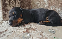 Miniature Dachshund dogs for sale: Puppy 1 boy Black & Tan  - Image 6