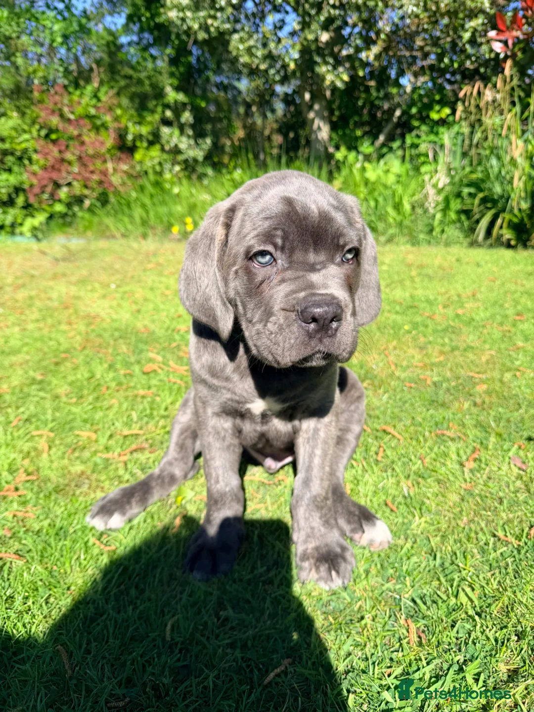 Cane Corso dogs for sale: Cane Corso puppies (1 female left)  - Advert 2