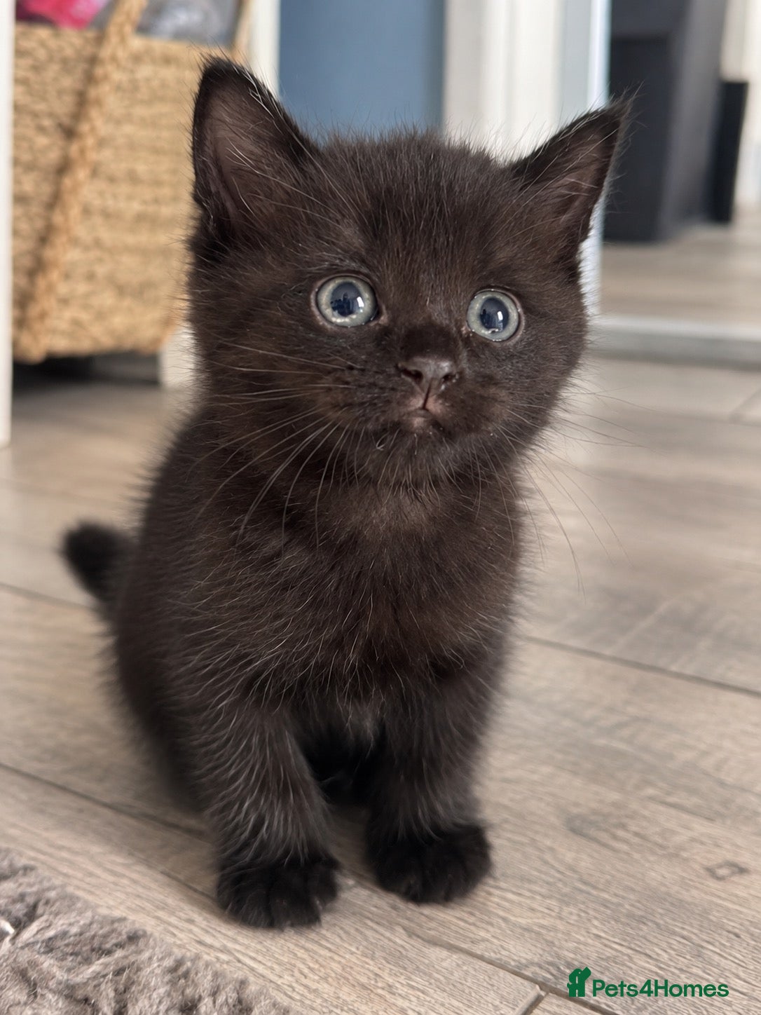 Mixed Breed cats 🐾 1 Gorgeous Male Kitten for Loving Home🐾 - Advert 10