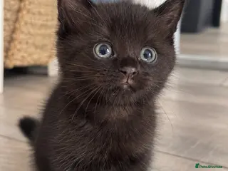Mixed Breed cats 🐾 1 Gorgeous Male Kitten for Loving Home🐾 - Advert 10