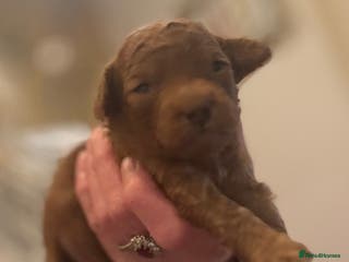 Toy Poodle dogs Toy Poodle boys - Advert 7