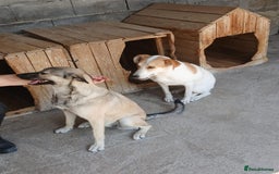 Mixed Breed dogs for adoption: Kiwi, 1 yr old. Available for adoption. - Image 19