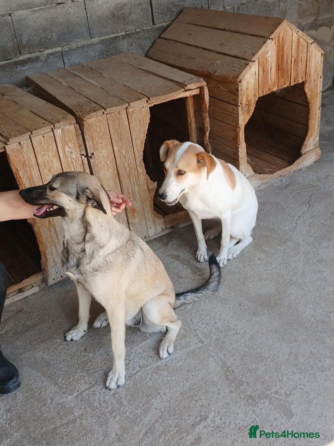 Mixed Breed dogs for adoption: Kiwi, 1 yr old. Available for adoption. - Image 19