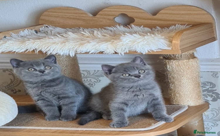 British Shorthair cats in Mexborough - Advert 12