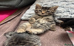 Bengal cats for sale: Beautiful Charcoal Bengal Female Kittens 🐾  - Image 5