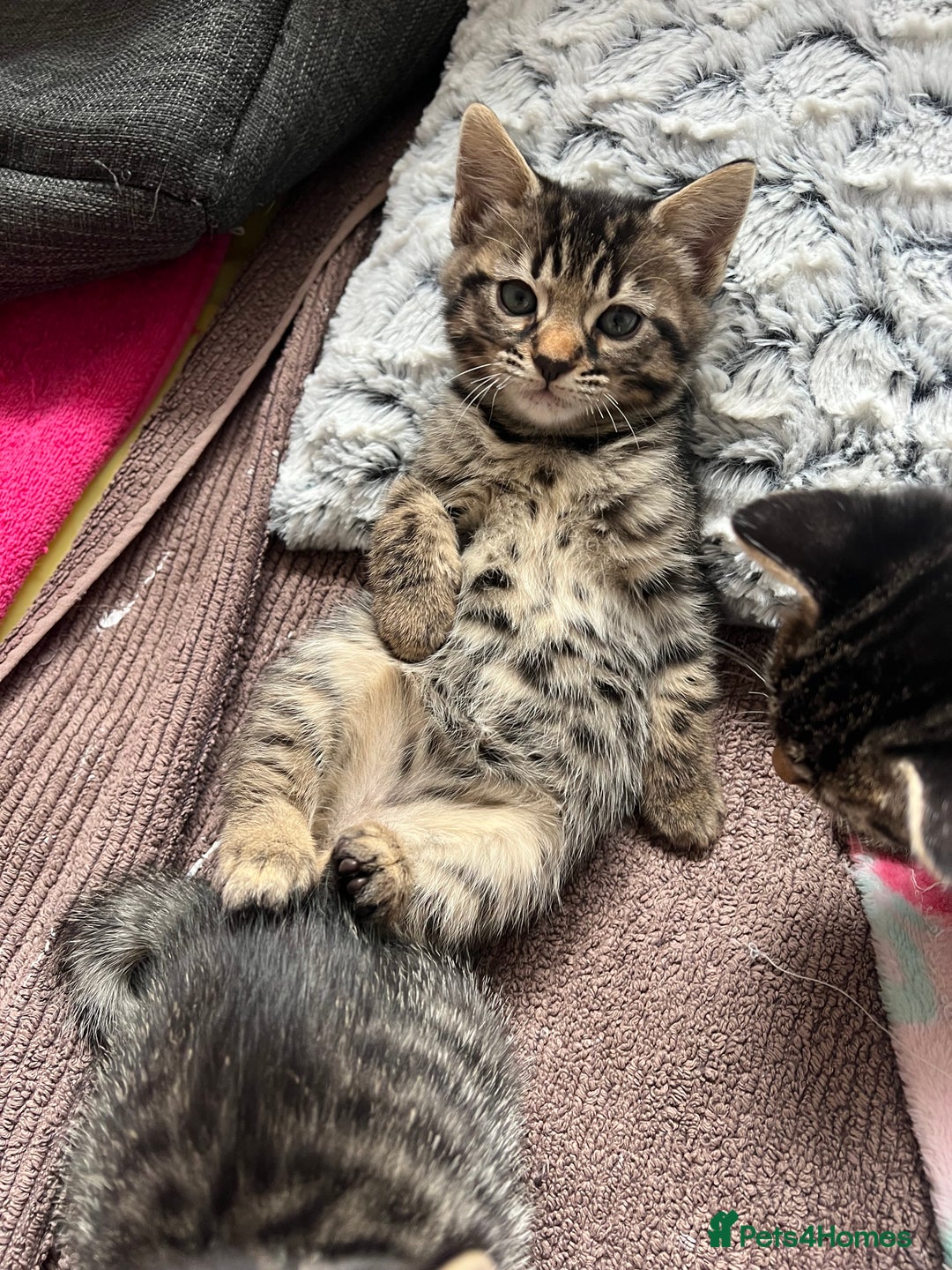 Bengal cats for sale: Beautiful Charcoal Bengal Female Kittens 🐾  - Image 5