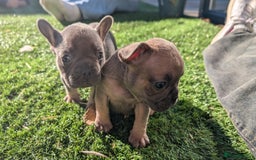 French Bulldog dogs for sale: Reduced! French bulldog male puppy  - Image 15
