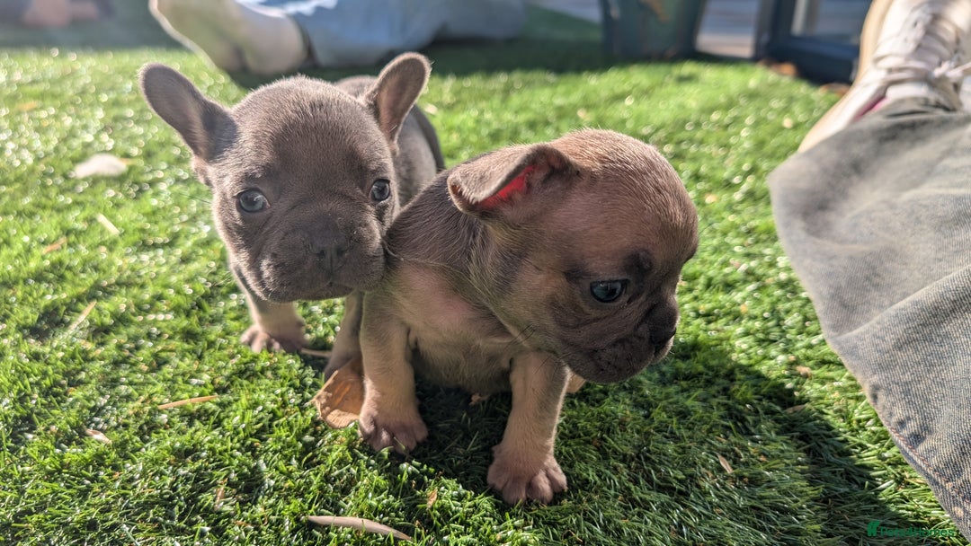 French Bulldog dogs for sale: Reduced! French bulldog male puppy  - Image 15
