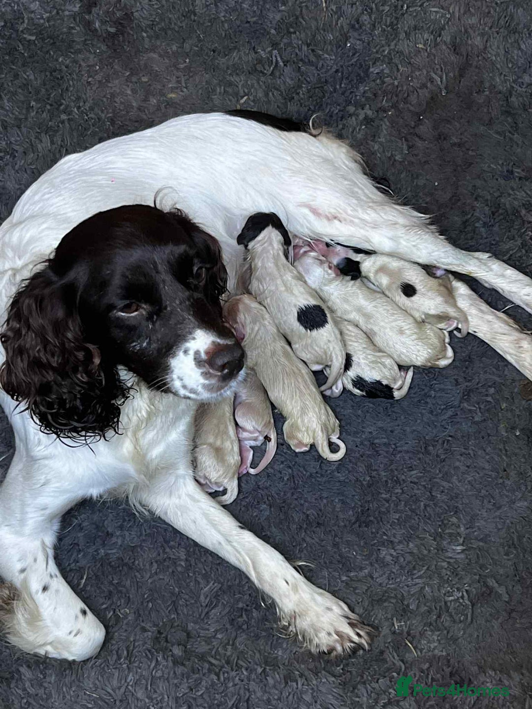 Cocker Spaniel dogs for sale: working cocker spaniel puppies ready to go now - Advert 4