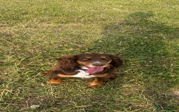 Cocker Spaniel dogs for sale: Beautiful KC reg Cocker Spaniel Pups - Image 20
