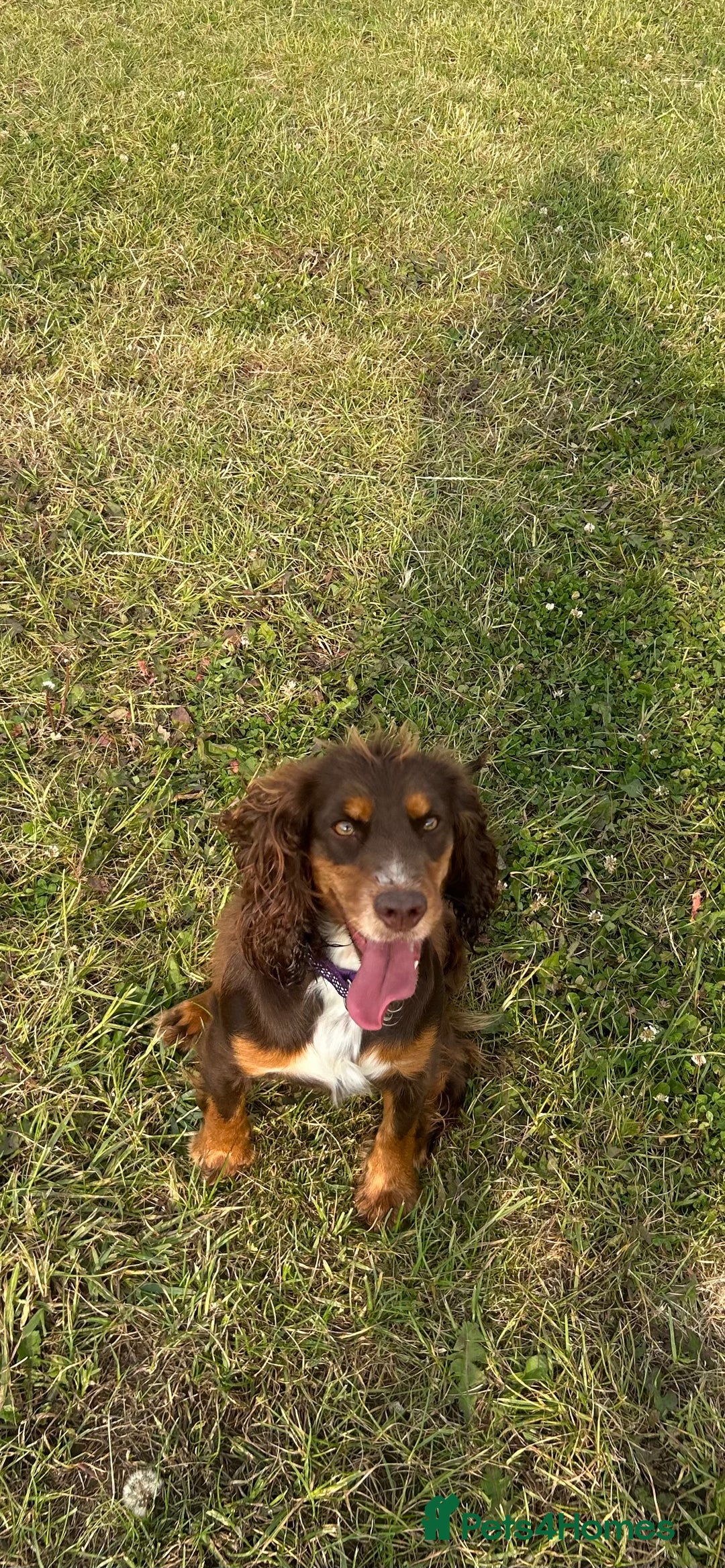 Cocker Spaniel dogs for sale: Beautiful KC reg Cocker Spaniel Pups - Image 20