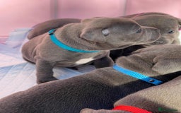 Staffordshire Bull Terrier dogs for sale: STUNNING CHAMPION BRED LITTER - Image 18