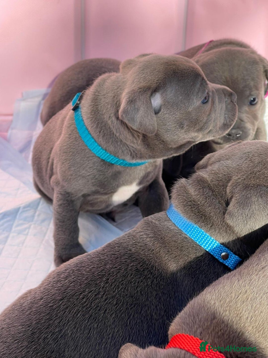 Staffordshire Bull Terrier dogs for sale: STUNNING CHAMPION BRED LITTER - Image 18