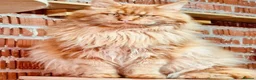 Maine Coon cats for sale: TICA reg HEALTH CHECKED Maine Coons - Advert 9