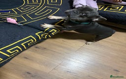 French Bulldog dogs for sale: Lilac & tan French bulldog  - Image 3