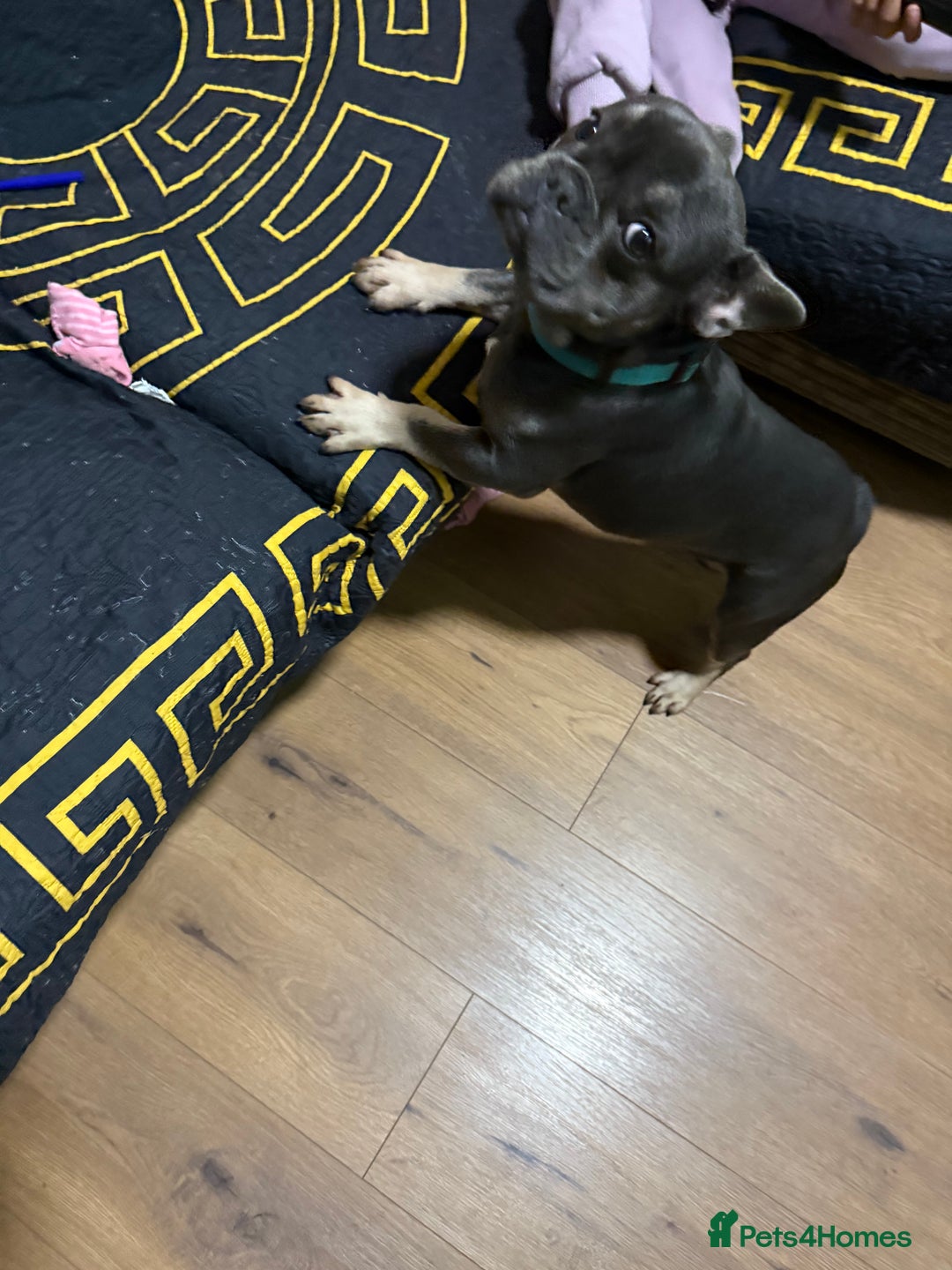 French Bulldog dogs for sale: Lilac & tan French bulldog  - Image 3