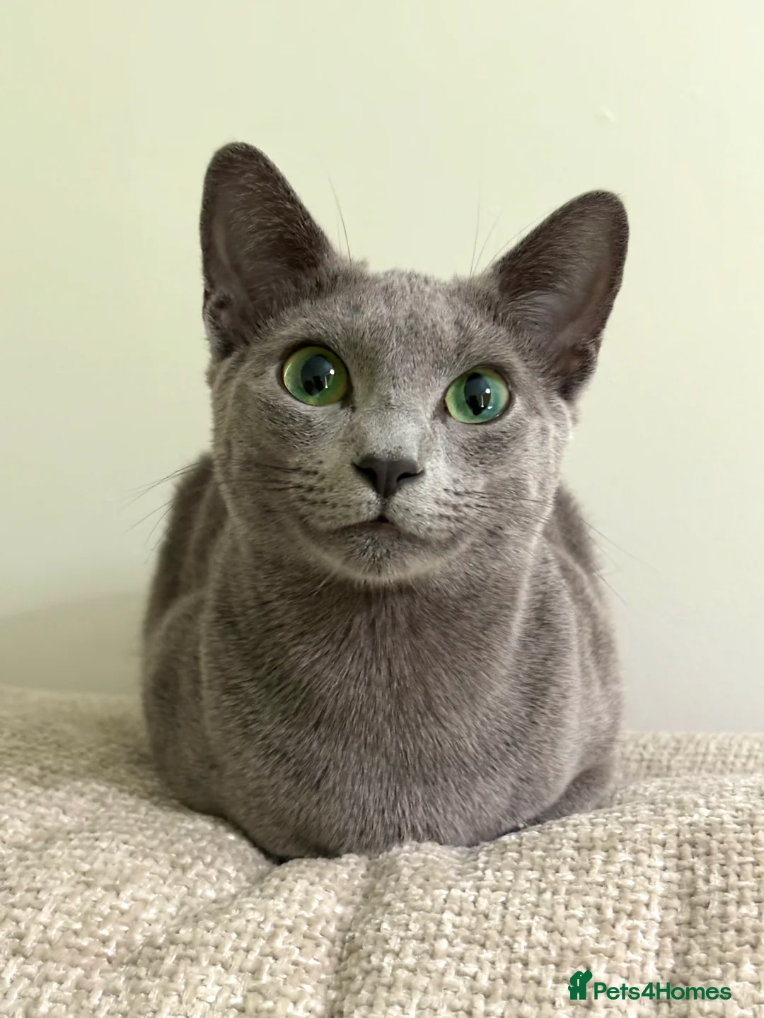 Russian Blue cats for sale: Cuddly Russian Blue in Milton Keynes - Advert 1
