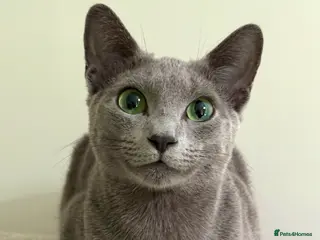 Russian Blue cats Cuddly Russian Blue - Advert 1