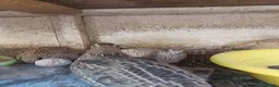Mixed Breed birds for sale: CPQ quails for sale  in London - Advert 3