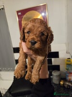 Cavapoo dogs Toy cavapoos - Advert 4