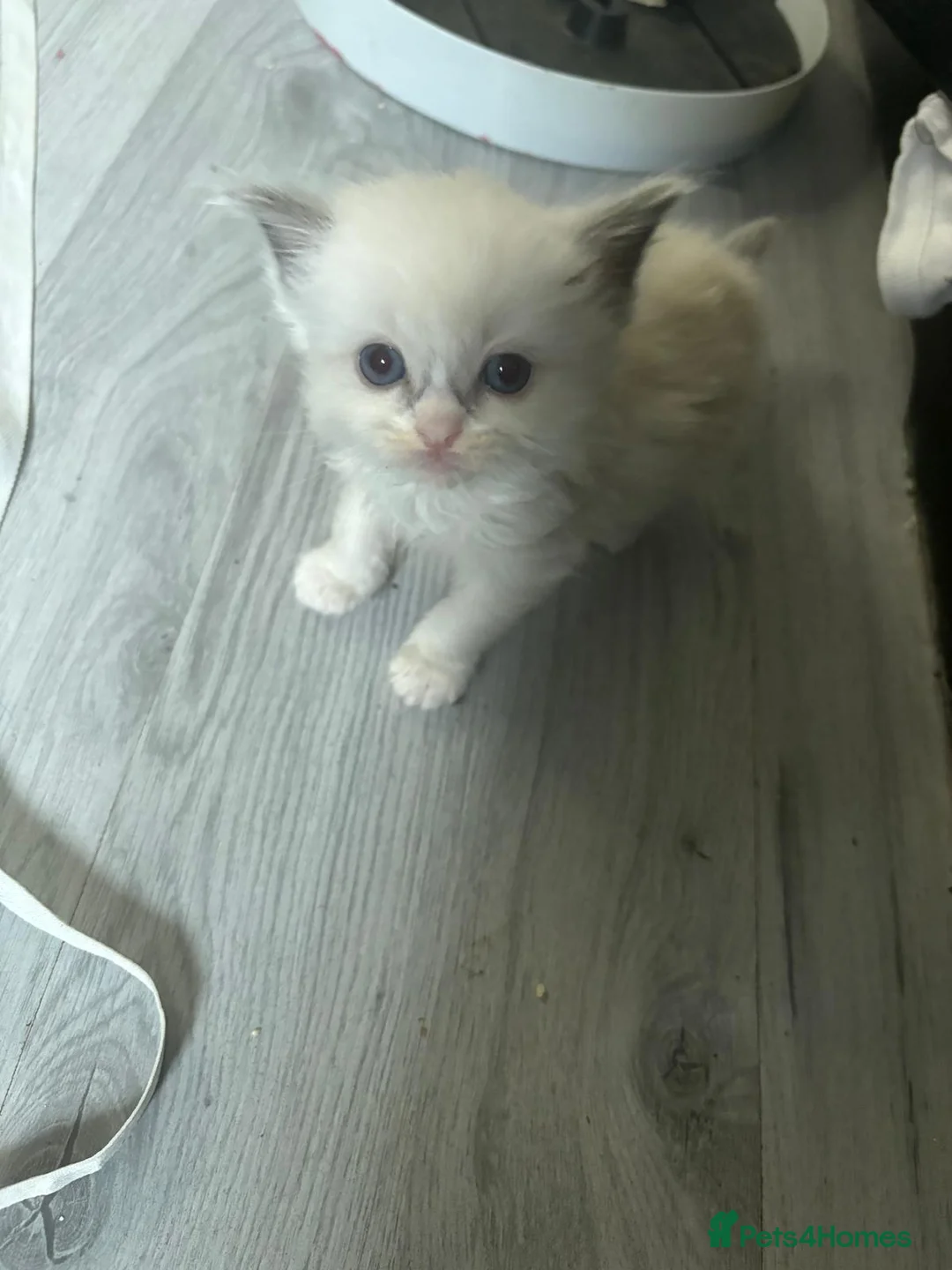 Ragdoll cats for sale: Beautiful Ragdoll kittens  - Advert 7