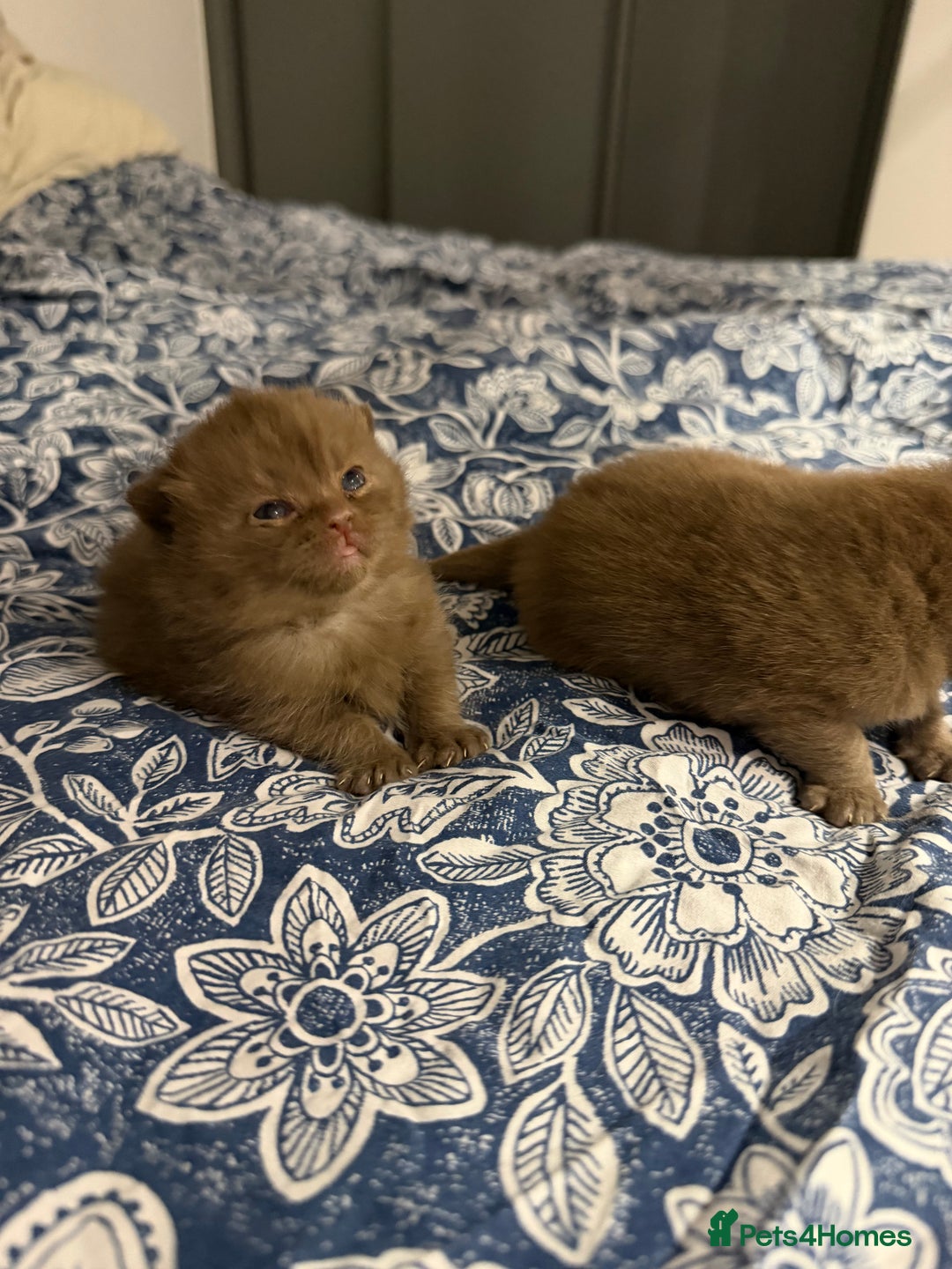 British Shorthair cats for sale: Chocolate British Shorthair Kittens - Advert 19