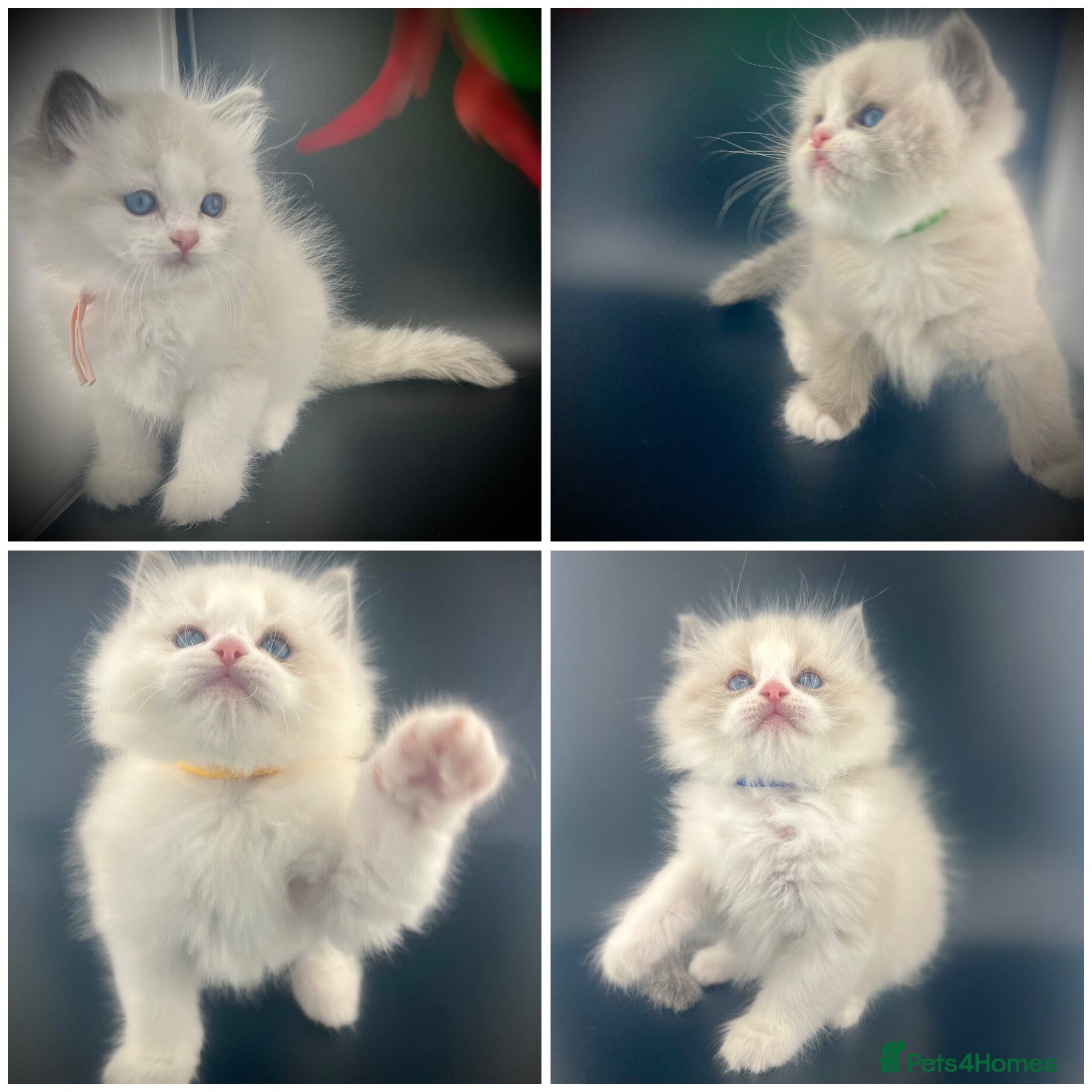 Ragdoll cats Champion Lines TICA Ragdoll Kittens blue Bi colour - Advert 2
