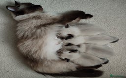 Ragdoll cats for sale: 4 beautiful ragdoll kittens for sale - Oxford - Image 21