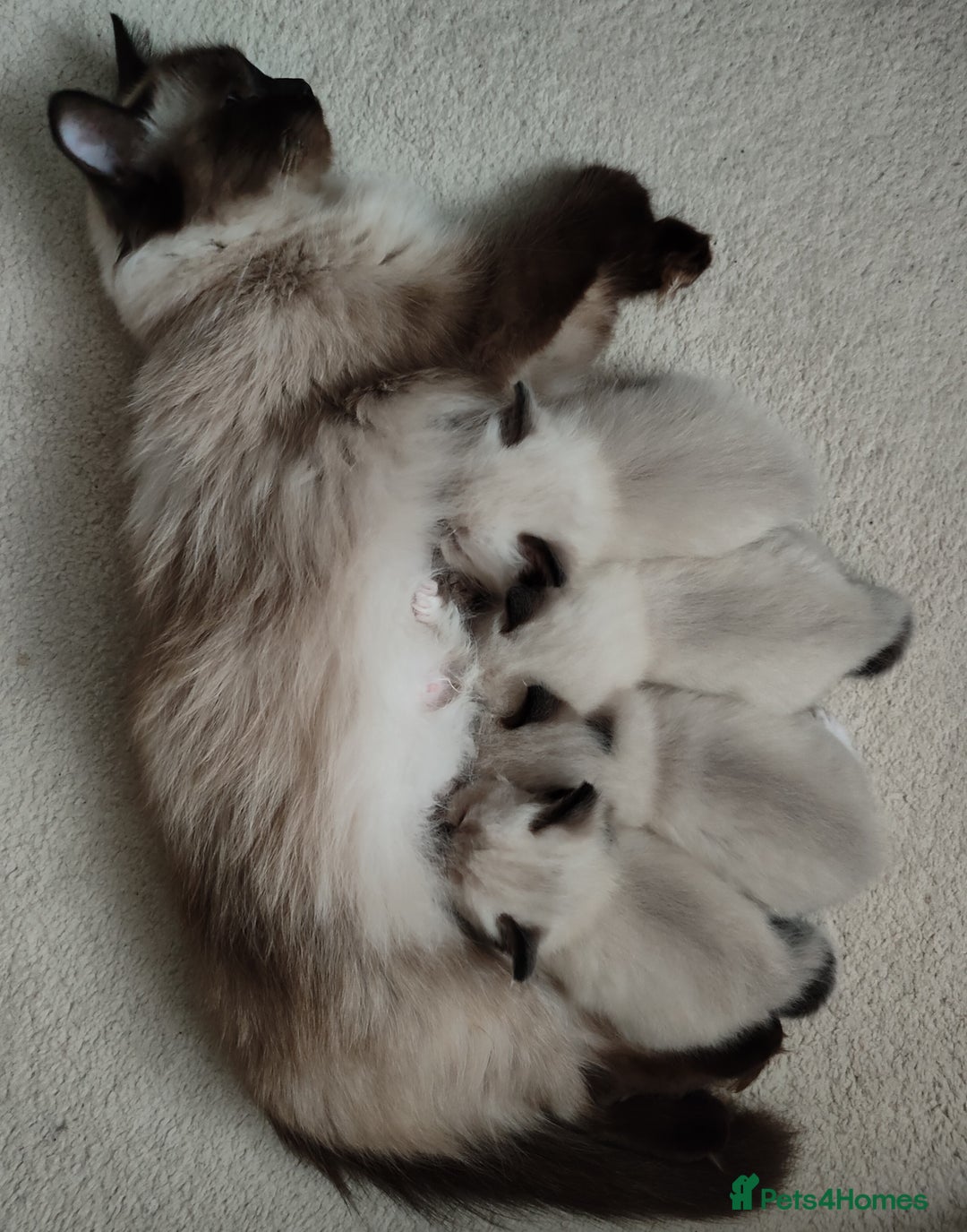 Ragdoll cats for sale: 4 beautiful ragdoll kittens for sale - Oxford - Image 21