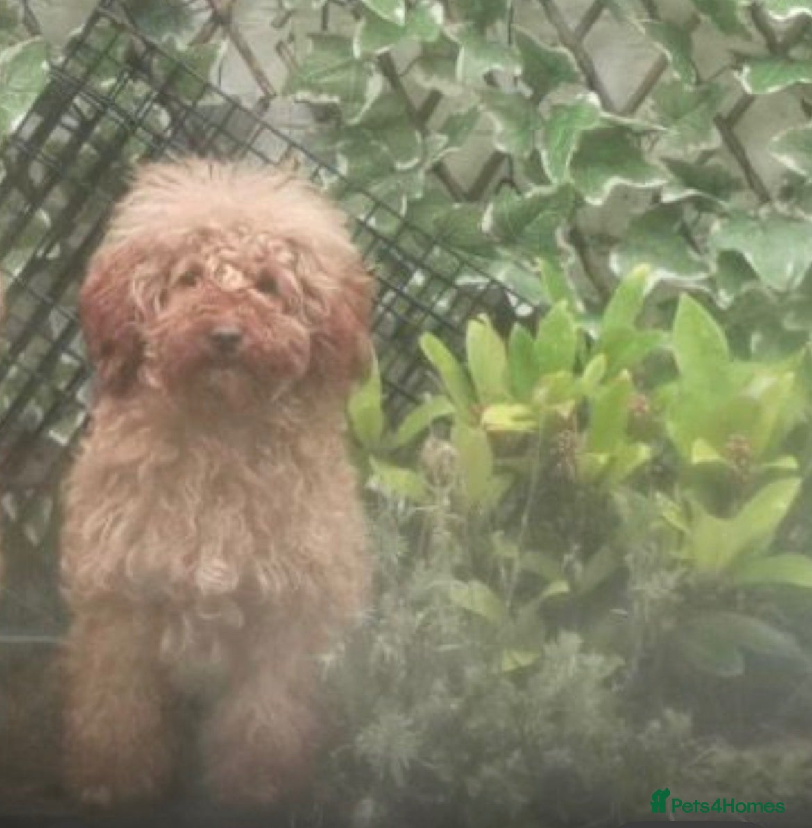 Toy Poodle dogs KC Registered Red Toy Poodle - Advert 1