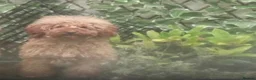 Toy Poodle dogs for sale: KC Registered Red Toy Poodle - Advert 1