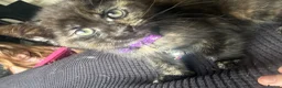 Mixed Breed cats for sale: 2 kittens for rehome  in Stoke-on-Trent - Advert 2